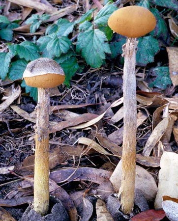 Battarraea phalloides - Mushroom Species Images